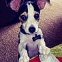 puppy, dog, indoor, carpet, quilt, ears, pet, cute, animal, curious, collar, tag, black_and_white, small, young, looking_up, front_paws, floor, domestic, companion