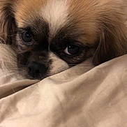 Hazel is registered to the contest to win money with this photo: dog, close_up, pet, cute, brown, white, fur, blanket, cozy, sleepy, indoors, face, animal, companion, resting, expression, soft, comfort, cute_pet, small_dog