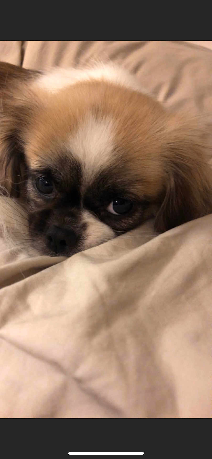 Hazel