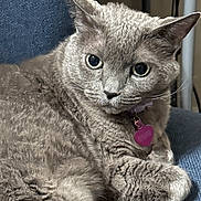 Miku joined the competition — help win amazing prizes! cat, gray_cat, pet, feline, fur, whiskers, eyes, collar, tag, purple_tag, chair, blue_chair, indoor, closeup, portrait, animal, cute, resting, cozy, curious