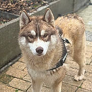 Vaillant participe au concours pour gagner de l'argent avec cette photo : animal, brown, canine, closeup, daylight, dog, ears, eyes, face, fur, garden, husky, leash, nature, outdoor, pavement, pet, standing, walking, white
