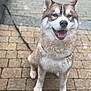 Vaillant participe au concours pour gagner de l'argent avec cette photo : animal, brick, canine, closeup, cute, dog, ears, face, friendly, fur, happy, leash, mammal, outdoor, pavement, pet, portrait, sitting, smiling, tongue