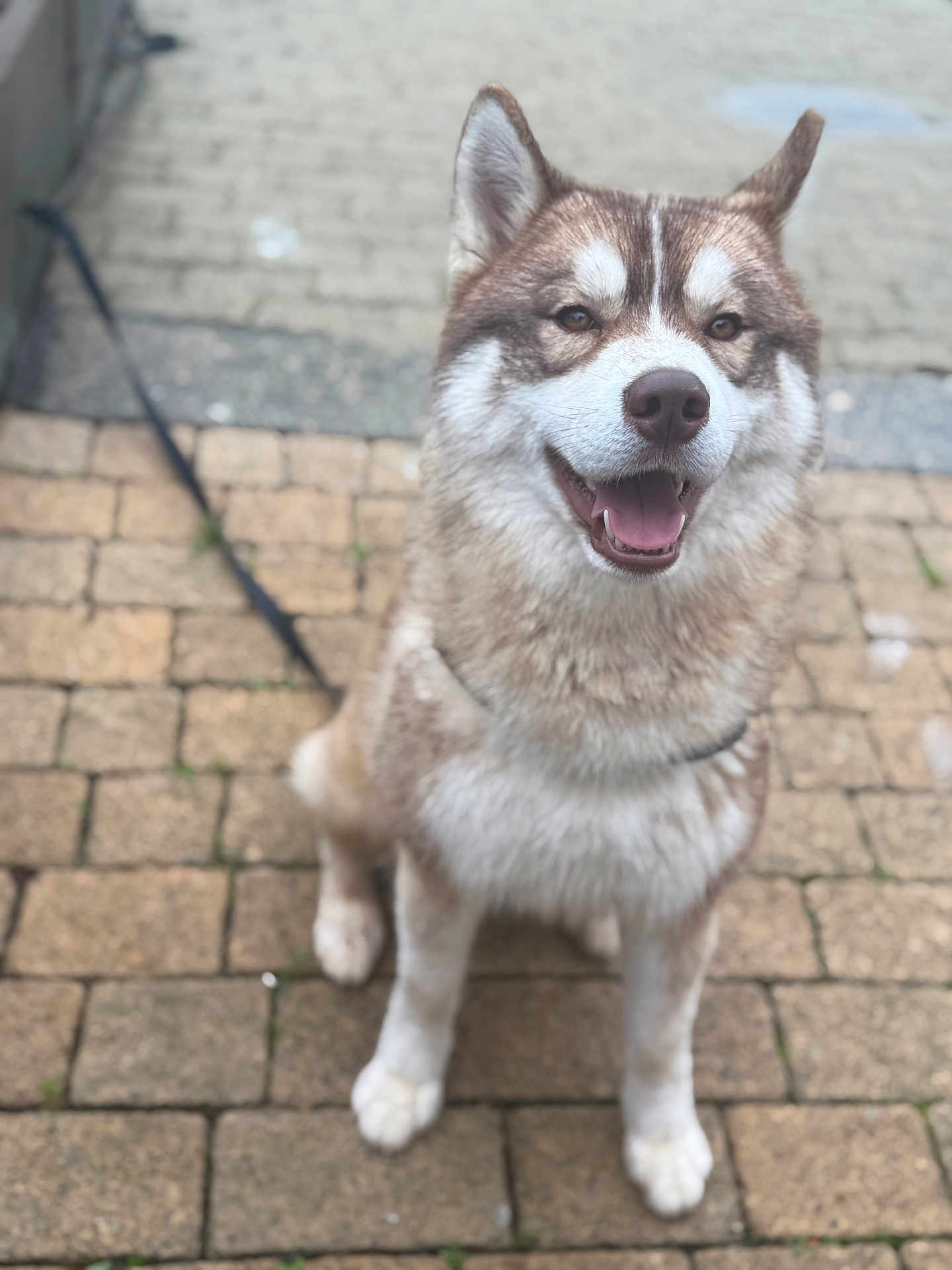 Vaillant participe au concours pour gagner de l'argent avec cette photo : animal, brick, canine, closeup, cute, dog, ears, face, friendly, fur, happy, leash, mammal, outdoor, pavement, pet, portrait, sitting, smiling, tongue