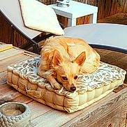 Ugo a rejoint le concours — aidez-le/la à gagner de superbes lots ! brown_dog, buddha_sculpture, calm, cozy, cushion, decor, dog, furniture, lounge_chair, outdoor, patterned_cushion, pet, quiet, relaxation, resting, small_dog, statue, sunlight, wood, wooden_table