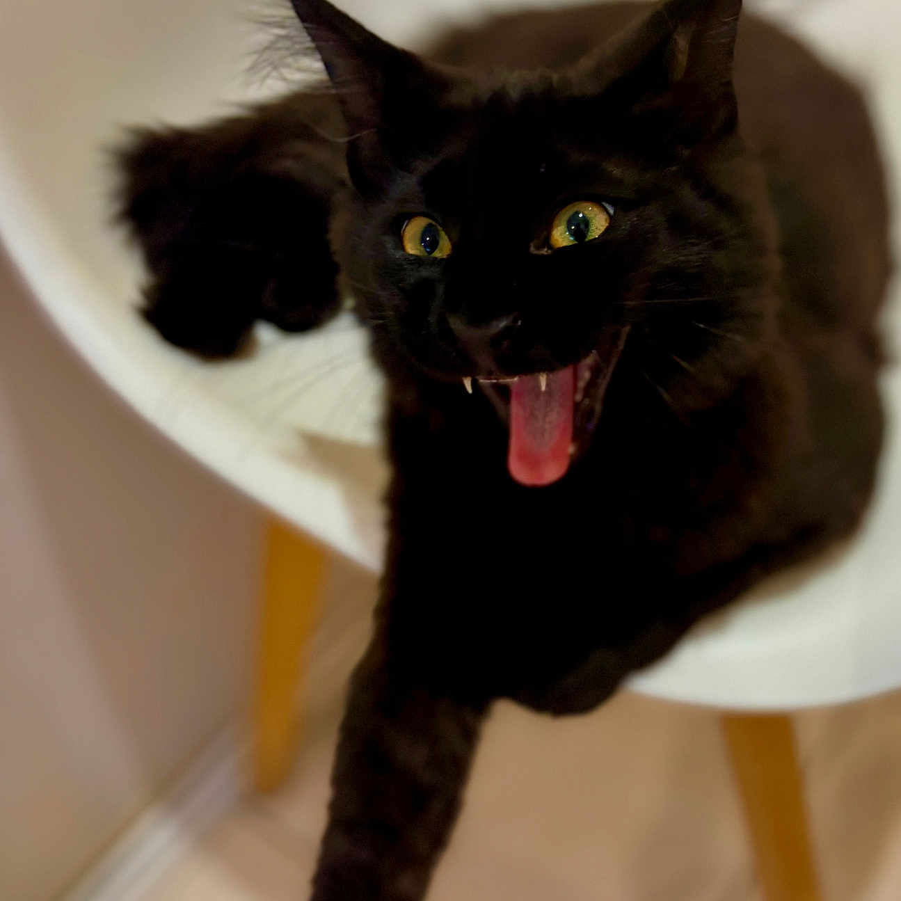 Onyx participe au concours pour gagner de l'argent avec cette photo : animal, black_cat, cat, chair, closeup, cute, domestic_cat, expression, feline, fur, household, indoor, mammal, paw, pet, playful, seat, tongue_out, whiskers, yellow_eyes