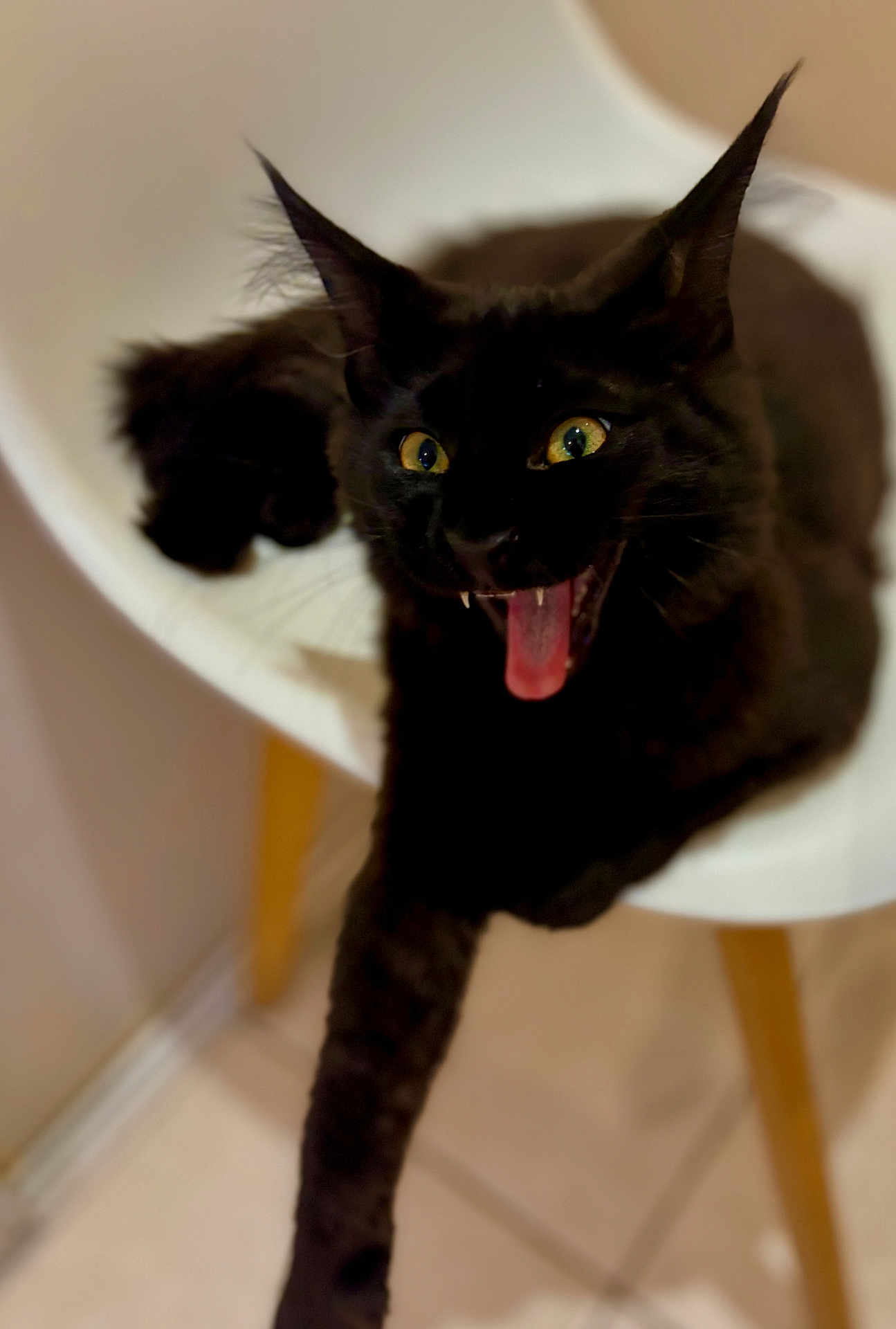 Onyx participe au concours pour gagner de l'argent avec cette photo : cat, black_cat, pet, animal, chair, indoor, tongue_out, paw, yellow_eyes, feline, cute, playful, fur, whiskers, closeup, expression, domestic_cat, mammal, seat, household