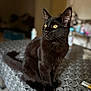 Onyx participe au concours pour gagner de l'argent avec cette photo : cat, black_cat, pet, animal, feline, yellow_eyes, table, tablecloth, indoor, curious, alert, sitting, fur, whiskers, ears, closeup, domestic_cat, pattern, blurred_background, furniture
