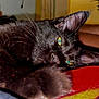 Onyx participe au concours pour gagner de l'argent avec cette photo : black_cat, cat, pet, animal, close_up, paw, yellow_eyes, stretching, lying_down, blanket, colorful_blanket, indoor, person, phone, relaxing, feline, whiskers, ears, fur, home
