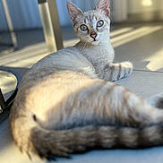 Cooky a rejoint le concours — aidez-le/la à gagner de superbes lots ! abyssinian, angora, animal, cat, egyptiancat, kitten, manx, pet, siamese