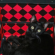 Pépite a rejoint le concours — aidez-le/la à gagner de superbes lots ! black, black_cat, bombay, cat, cat_like_mammal, domestic_short_haired_cat, kitten, mammal, small_to_medium_sized_cats, whiskers