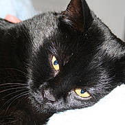 Pedro a rejoint le concours — aidez-le/la à gagner de superbes lots ! black, black_cat, bombay, cat, cat_like_mammal, close_up, domestic_short_haired_cat, european_shorthair, eye, fauna, fur, mammal, small_to_medium_sized_cats, snout, whiskers