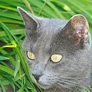 Lena participe au concours pour gagner de l'argent avec cette photo : british_shorthair, burmese, cat, cat_like_mammal, chartreux, domestic_short_haired_cat, european_shorthair, fauna, grass, korat, nebelung, organism, russian_blue, small_to_medium_sized_cats, snout, whiskers, wildlife