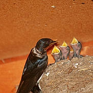 Bébés Hirondelles a rejoint le concours — aidez-le/la à gagner de superbes lots ! beak, bird, fauna, perching_bird, swallow