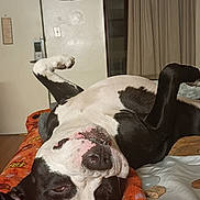 Meach is registered to the contest to win money with this photo: dog, black_and_white, lying_down, upside_down, blanket, indoor, relaxed, sleepy, paw, cute, pet, canine, bed, resting, fur, animal, domestic, comfort, nose, face