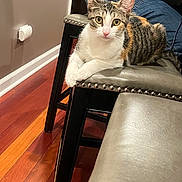 Nilla joined the competition — help win amazing prizes! animal, cat, curious, cushioned_seat, domestic_cat, ears, feline, fur, household, indoor, jeans, looking_at_camera, person, pet, resting, stool, tabby_cat, whiskers, white_paws, wooden_floor