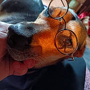 Zéa participe au concours pour gagner de l'argent avec cette photo : dog, pet, glasses, eyewear, muzzle, nose, whiskers, close_up, portrait, hand, human_hand, indoor, bed, relaxing, sleeping, brown_fur, black_fur, lens, reflection, cute