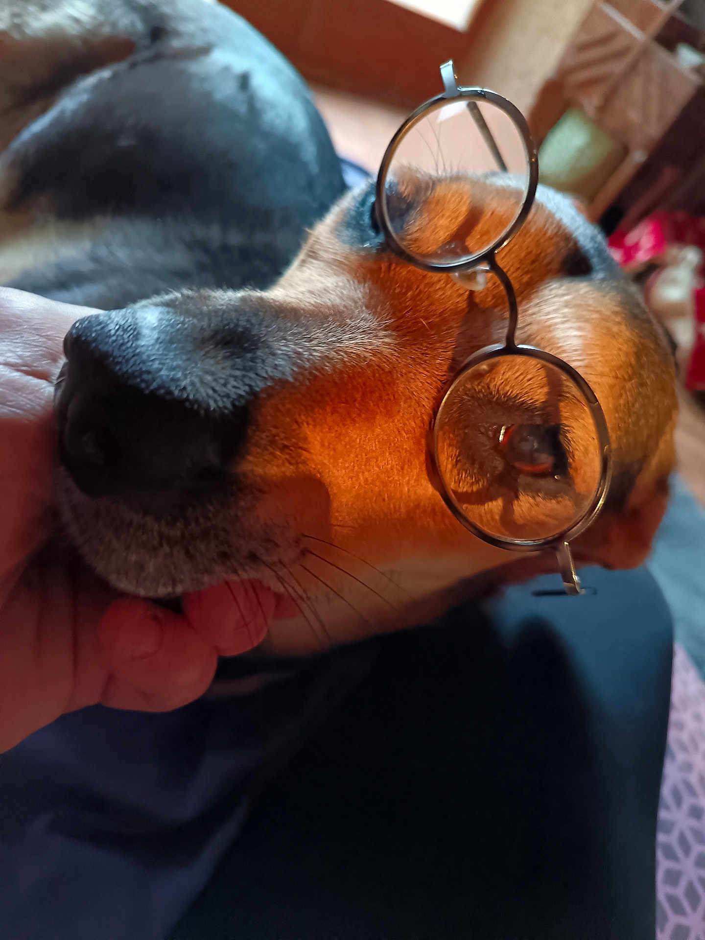 Zéa participe au concours pour gagner de l'argent avec cette photo : dog, pet, glasses, eyewear, muzzle, nose, whiskers, close_up, portrait, hand, human_hand, indoor, bed, relaxing, sleeping, brown_fur, black_fur, lens, reflection, cute