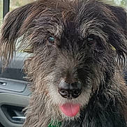 E. T. a rejoint le concours — aidez-le/la à gagner de superbes lots ! dog, canine, pet, animal, scruffy, fur, tongue, closeup, portrait, inside_car, window, happy, ears, nose, whiskers, expression, domestic_animal, furry, looking_at_camera, tongue_out