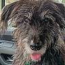 dog, canine, pet, animal, scruffy, fur, tongue, closeup, portrait, inside_car, window, happy, ears, nose, whiskers, expression, domestic_animal, furry, looking_at_camera, tongue_out