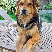 Marley a rejoint le concours — aidez-le/la à gagner de superbes lots ! dog, animal, pet, outdoor, table, wooden_table, garden, flower, chair, greenery, relaxed, canine, fur, paw, nature, summer, domestic_animal, backyard, resting, portrait
