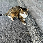 Dino a rejoint le concours — aidez-le/la à gagner de superbes lots ! animal, asphalt, cat, curb, ears, feline, ground, outdoor, paw, pet, quiet, relaxing, resting, sidewalk, sunlight, tabby_cat, texture, tile_floor, whiskers, white_cat