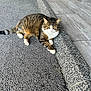 animal, asphalt, cat, curb, ears, feline, ground, outdoor, paw, pet, quiet, relaxing, resting, sidewalk, sunlight, tabby_cat, texture, tile_floor, whiskers, white_cat