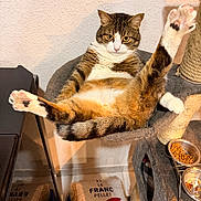Dino a rejoint le concours — aidez-le/la à gagner de superbes lots ! cat, tabby, cat_hammock, cat_tree, food_bowl, pellets, indoor, feline, relaxed, funny_pose, pet, animal, cozy, fur, whiskers, claws, pink_paw_pads, reflection, home, wall