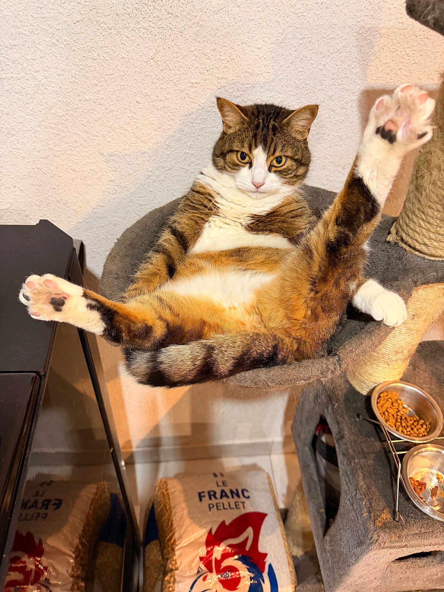Dino a rejoint le concours — aidez-le/la à gagner de superbes lots ! cat, tabby, cat_hammock, cat_tree, food_bowl, pellets, indoor, feline, relaxed, funny_pose, pet, animal, cozy, fur, whiskers, claws, pink_paw_pads, reflection, home, wall