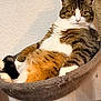 animal, cat, claws, comfort, cozy, cute, domestic_cat, ears, eyes, face, feline, fur, hammock, indoor, lounging, pet, relaxed, resting, tabby, whiskers