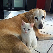 Willis a rejoint le concours — aidez-le/la à gagner de superbes lots ! canidae, carnivore, cat, companion_dog, dog, dog_breed, fawn, felidae, kitten, labrador_retriever, mammal, retriever, small_to_medium_sized_cats, sporting_group, tail, vertebrate, whiskers