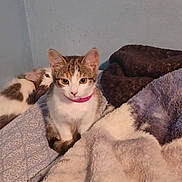Mowgli is registered to the contest to win money with this photo: cat, kitten, bed, blanket, fur, collar, curious, indoor, pets, cozy, resting, feline, whiskers, ears, cute, animal, domestic, sleepy, soft, companions