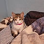 cat, kitten, bed, blanket, fur, collar, curious, indoor, pets, cozy, resting, feline, whiskers, ears, cute, animal, domestic, sleepy, soft, companions