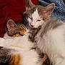 Mowgli joined the competition — help win amazing prizes! kitten, cat, sleeping, snuggling, furry, cozy, blanket, resting, cute, pet, animal, fur, whiskers, ears, domestic_cat, companions, closeup, cute_animals, soft, relaxed