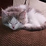Mowgli is registered to the contest to win money with this photo: kitten, sleeping, fluffy, cat, pet, cozy, fur, indoor, brown, white, cute, resting, animal, closeup, texture, relaxing, feline, soft, comfort, nap