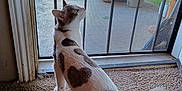 Mowgli joined the competition — help win amazing prizes! cat, pet, indoor, carpet, door, screen_door, curious, fur_pattern, heart_shape, tail, backyard, plants, sunlight, window, house, animal, domestic, feline, looking_up, quiet