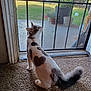 cat, pet, indoor, carpet, door, screen_door, curious, fur_pattern, heart_shape, tail, backyard, plants, sunlight, window, house, animal, domestic, feline, looking_up, quiet