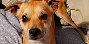 Blaze joined the competition — help win amazing prizes! dog, pet, bed, blanket, indoor, fur, tan, white, canine, animal, cute, looking, ears, tail, small_dog, domestic_animal, companion, resting, curious, closeup