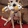 Blaze joined the competition — help win amazing prizes! dog, stuffed_toy, couch, red_cushion, brown_couch, pet, animal, indoor, toy, cute, alert, sitting, small_dog, fur, collar, nose, ears, face, paw, domestic_animal