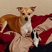 Blaze is registered to the contest to win money with this photo: dog, small_dog, tan_dog, white_dog, pet, toy, blanket, red_blanket, beige_blanket, carpet, indoor, resting, lying_down, ears_up, looking_at_camera, animal, cute, companion, home, relaxed