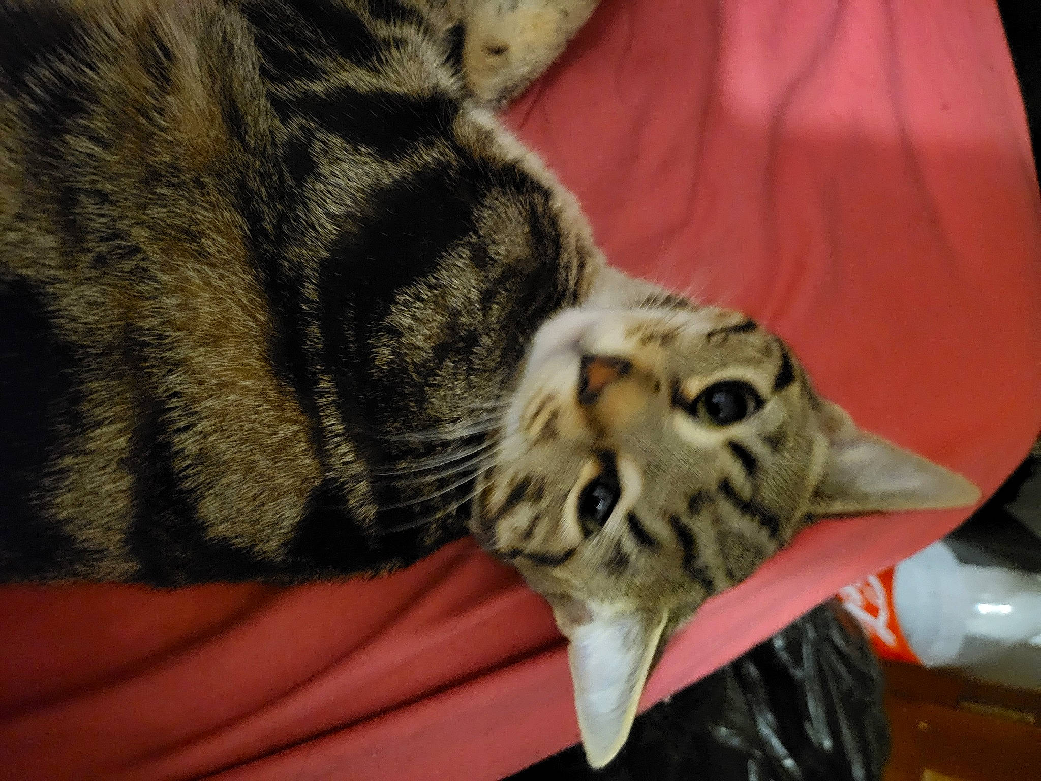 Tiger joined the competition — help win amazing prizes! carnivore, cat, claw, close_up, comfort, domestic_short_haired_cat, felidae, fur, nail, paw, small_to_medium_sized_cats, snout, tail, terrestrial_animal, whiskers, wildlife