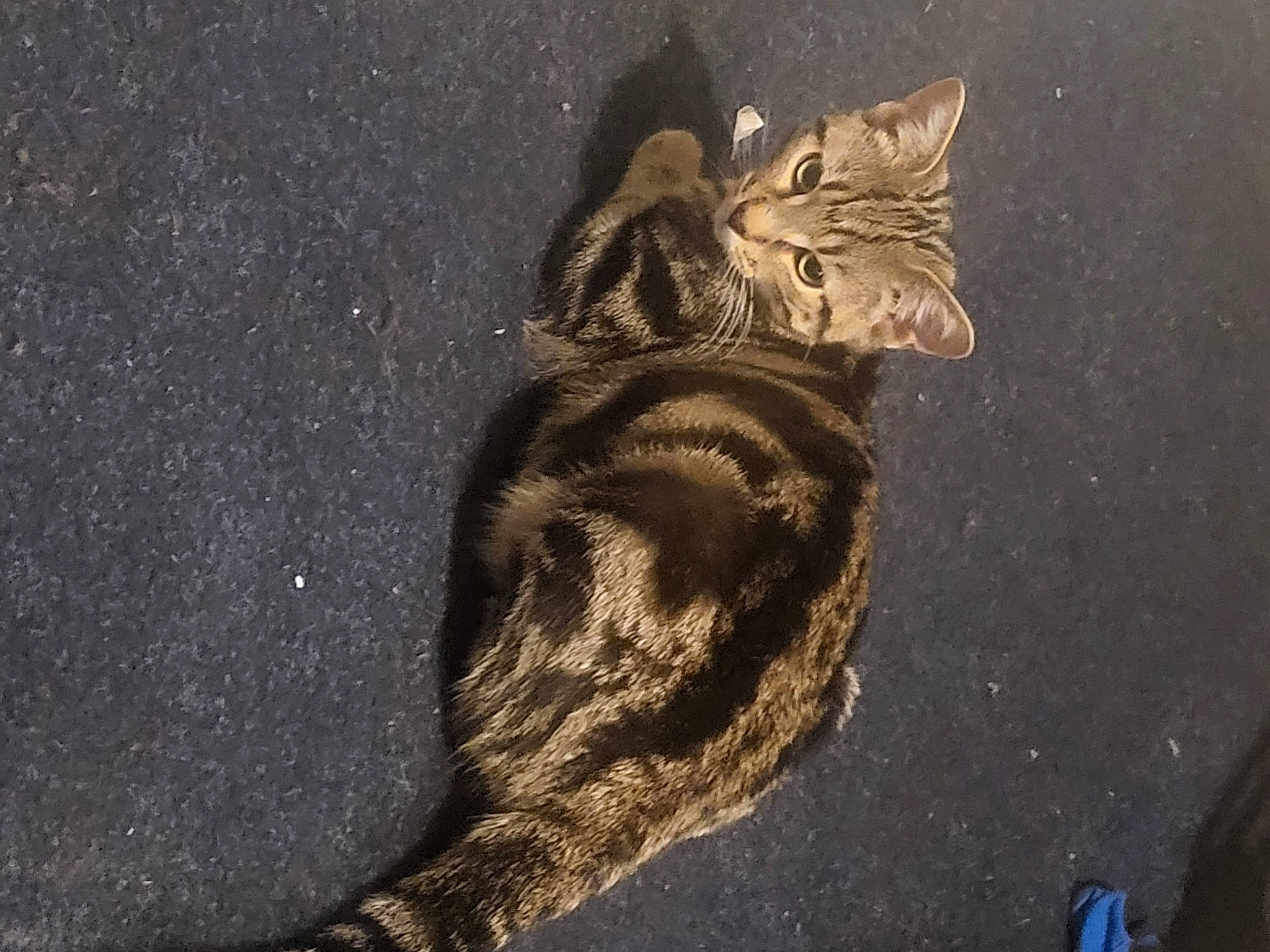 Tiger joined the competition — help win amazing prizes! art, asphalt, carnivore, cat, domestic_short_haired_cat, eye, felidae, foot, fur, grey, organism, paw, road_surface, shadow, small_to_medium_sized_cats, snout, soil, tail, whiskers, wood