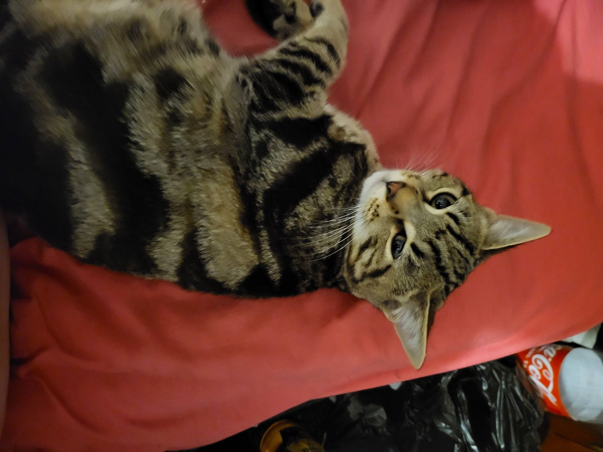 Tiger joined the competition — help win amazing prizes! carnivore, cat, claw, comfort, domestic_short_haired_cat, felidae, fur, nail, paw, small_to_medium_sized_cats, snout, whiskers