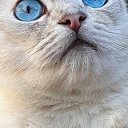 Saphir a rejoint le concours — aidez-le/la à gagner de superbes lots ! animal, blue_eyes, cat, close_up, curious, cute, face, feline, fluffy, fur_texture, macro, mustache, natural_light, nose, outdoor, pet, portrait, soft, whiskers, white_fur