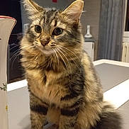 Shana a rejoint le concours — aidez-le/la à gagner de superbes lots ! abyssinian, angora, animal, architecture, art, brasssection, cat, desk, egyptiancat, furniture, hardwood, horn, kitten, manx, musicalinstrument, painting, pet, plywood, table, wood