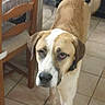 dog, pet, animal, brown_and_white, standing, indoors, tiled_floor, wooden_chair, curled_tail, short_fur, large_dog, portrait, front_view, looking_at_camera, serious_expression, white_markings, brown_ears, home, furniture, photography