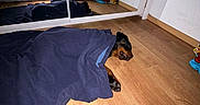 Vegeta participe au concours pour gagner de l'argent avec cette photo : bedding, bedroom, black_and_tan, blanket, cozy, dog, flash_photography, floor, home, indoor, mirror, navy_blanket, pet, reflection, relaxed, resting, sleeping, toys, wardrobe, wood_floor