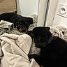 Vegeta a rejoint le concours — aidez-le/la à gagner de superbes lots ! animal, bedroom, black_and_tan, blanket, companions, cozy, cute, dogs, fluffy_bed, home, indoor, lying_down, pet, portrait, puppies, puppy_eyes, relaxed, rottweiler, sleeping, stuffed_animal