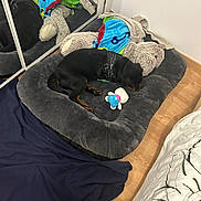 Vegeta a rejoint le concours — aidez-le/la à gagner de superbes lots ! bedroom, black_and_tan, blanket, clothing, cozy, dog, indoor, mirror, nap, pet, pet_bed, plush_bed, reflection, resting, sleeping, small_dog, stuffed_animal, teddy_bear, toy, wooden_floor