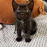 kitten, cat, black_cat, animal, pet, fur, blue_eyes, wide_eyed, standing, indoor, carpet, rug, plush_toy, stuffed_animal, brown, portrait, front_view, cute, home, curious