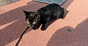 Batman a rejoint le concours — aidez-le/la à gagner de superbes lots ! black_cat, cat, feline, pet, leash, collar, outdoor, sunlight, shadow, walkway, pavement, red_ground, railing, hedge, greenery, crouching, animal, portrait, daylight, urban